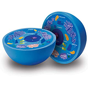 Inflatable Plant Cell Model